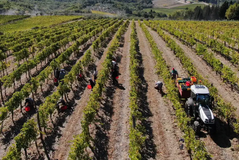 Traveling Tuscany with Family: How Daily Guided Tours Make It Easy (and Actually Fun)
